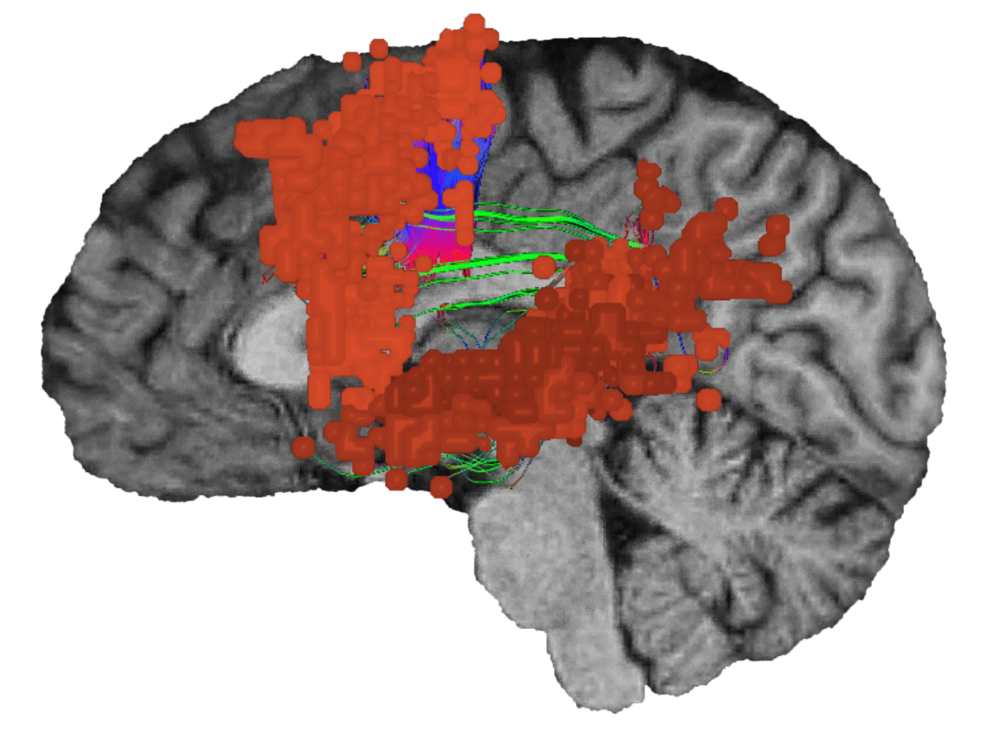 the-auditory-system